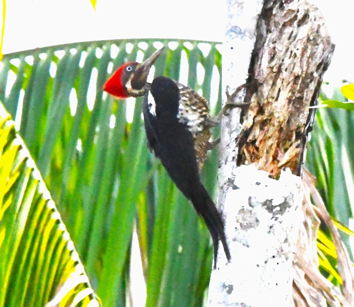 Lineated Woodpecker - ML643916358