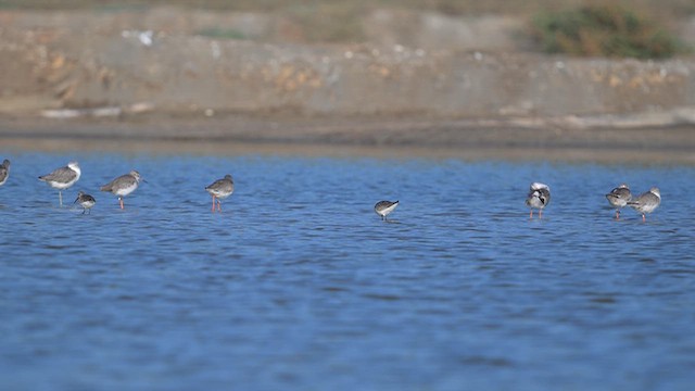 Curlew Sandpiper - ML643916367