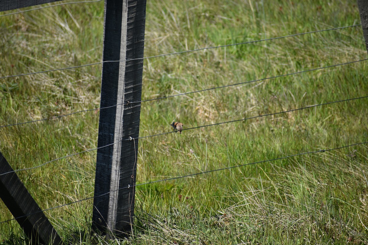 Austral Negrito - ML643916369