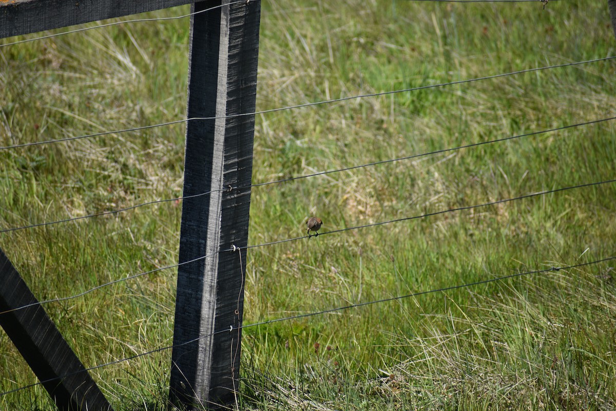 Austral Negrito - ML643916372