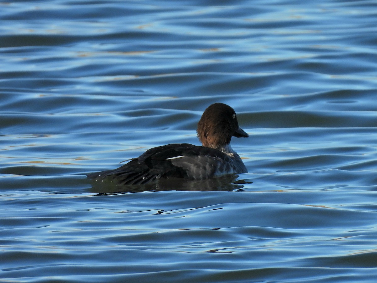 Common Goldeneye - ML643916374