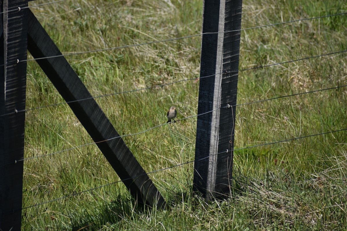 Austral Negrito - ML643916376