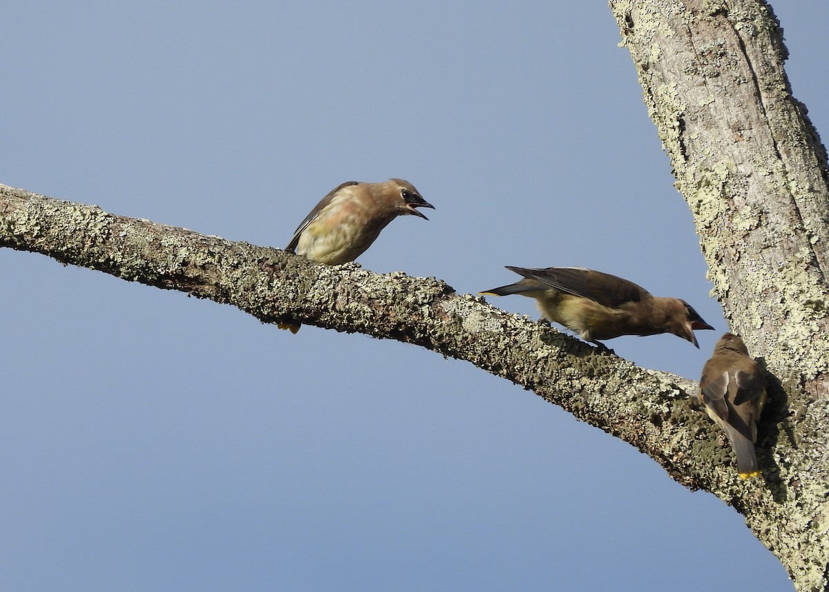 Cedar Waxwing - ML643916392