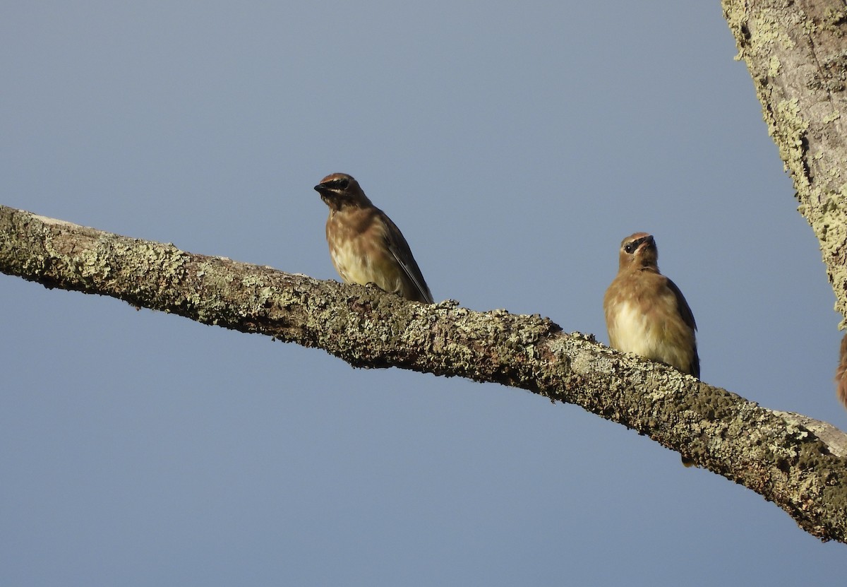 Cedar Waxwing - ML643916393