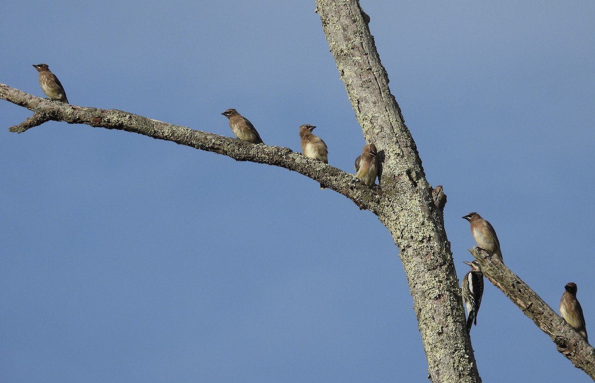 Cedar Waxwing - ML643916394