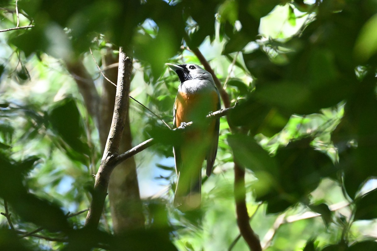 Black-faced Monarch - ML643916397