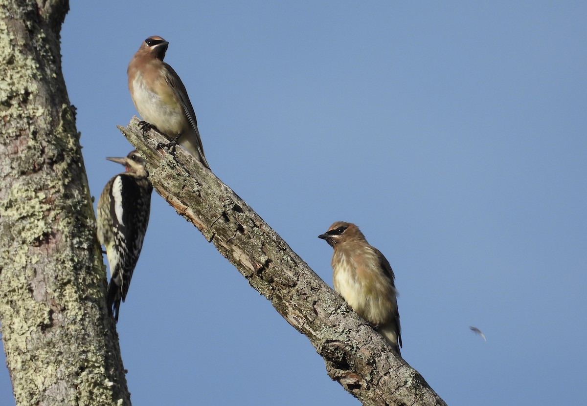 Cedar Waxwing - ML643916404