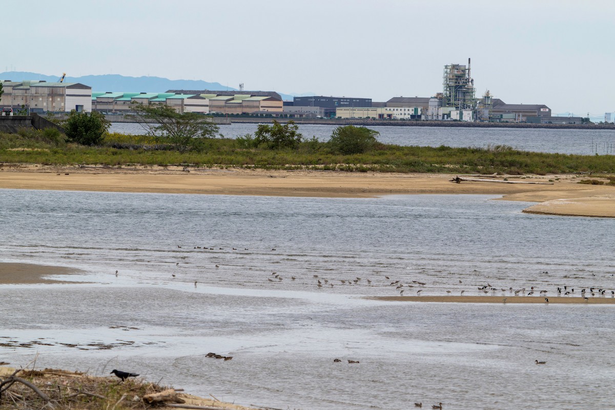 břehouš rudý - ML643916405