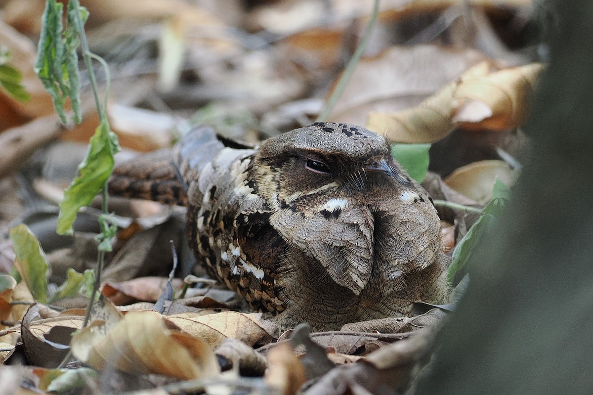 Fiery-necked Nightjar - ML643916418