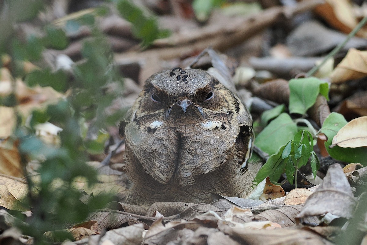Fiery-necked Nightjar - ML643916419