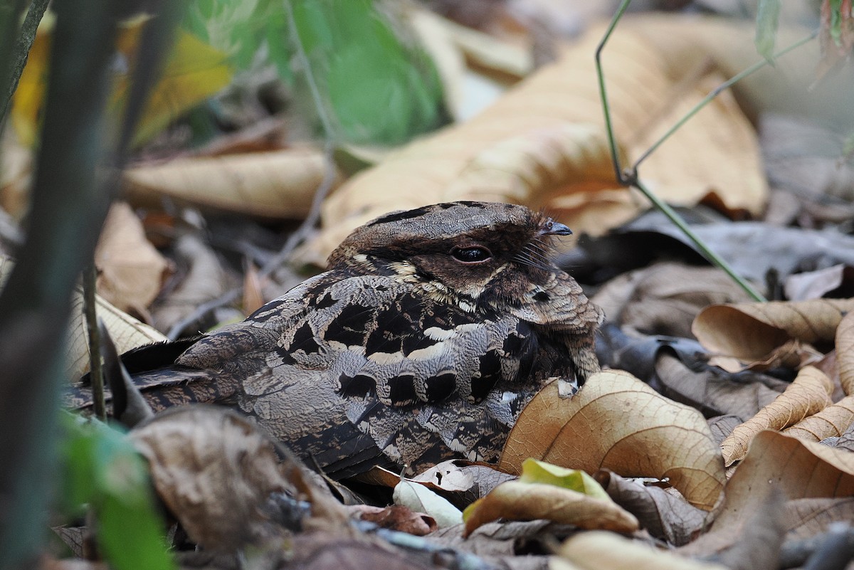 Fiery-necked Nightjar - ML643916420