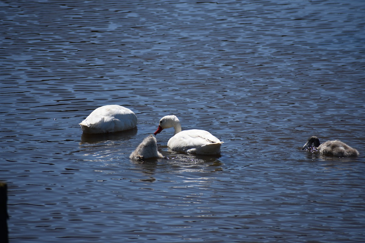Coscoroba Swan - ML643916421
