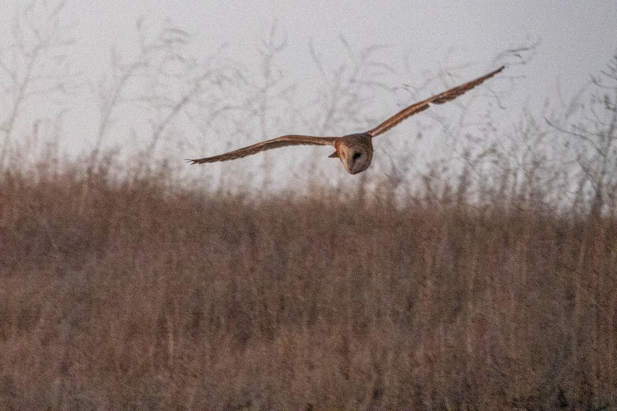 American Barn Owl - ML643916423
