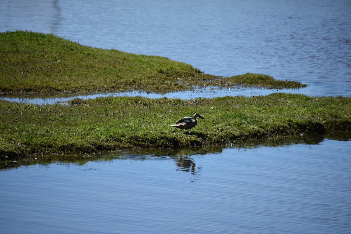 Red Shoveler - ML643916427