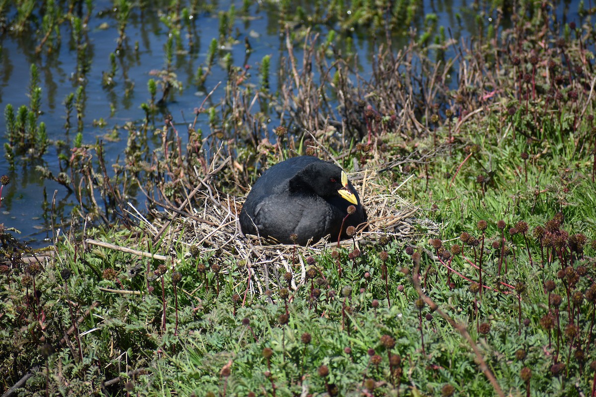Red-gartered Coot - ML643916429