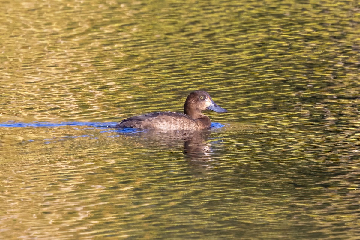 Greater Scaup - ML643916430