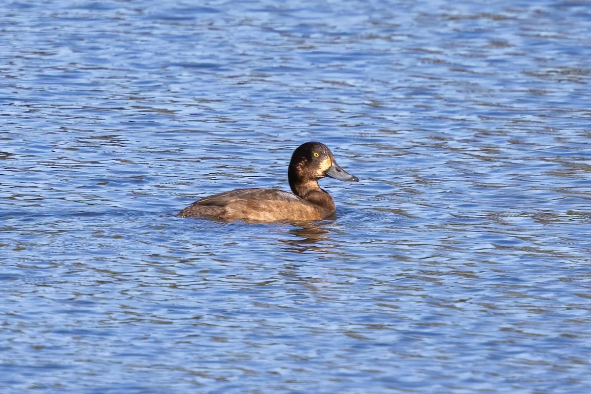 Greater Scaup - ML643916431