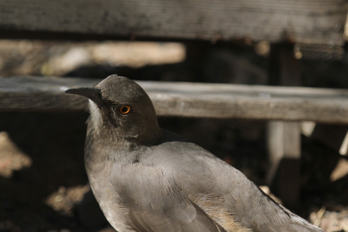 Curve-billed Thrasher - ML643916475