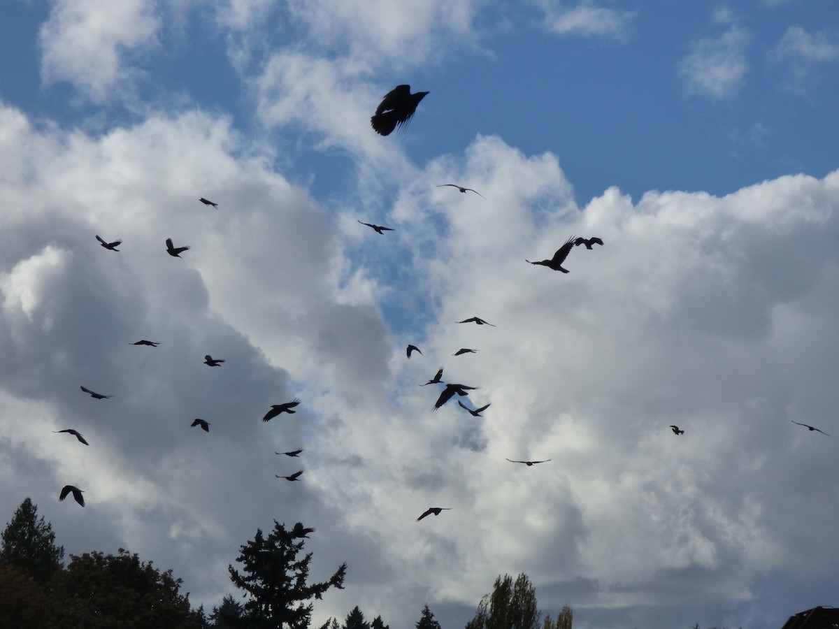 American Crow - ML643916488