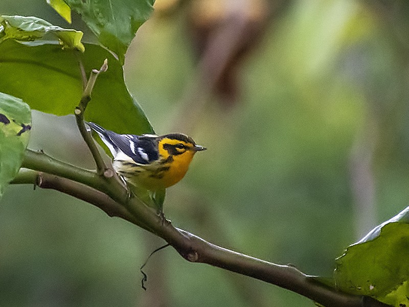 Blackburnian Warbler - ML643916491