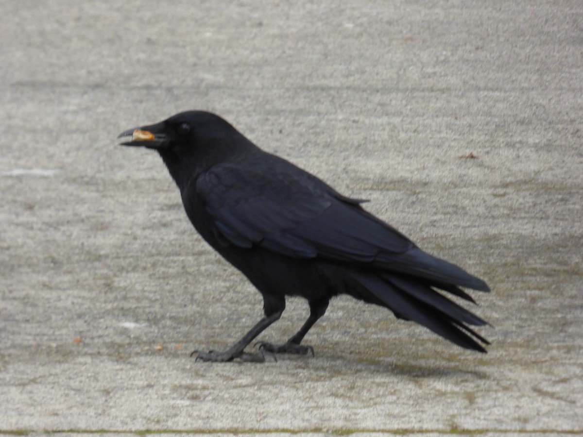 American Crow - ML643916493
