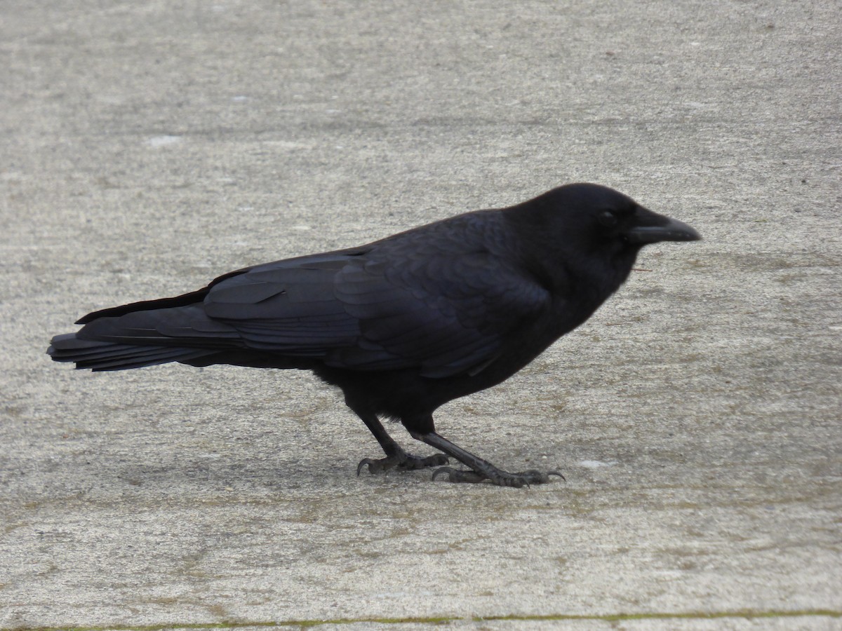American Crow - ML643916494