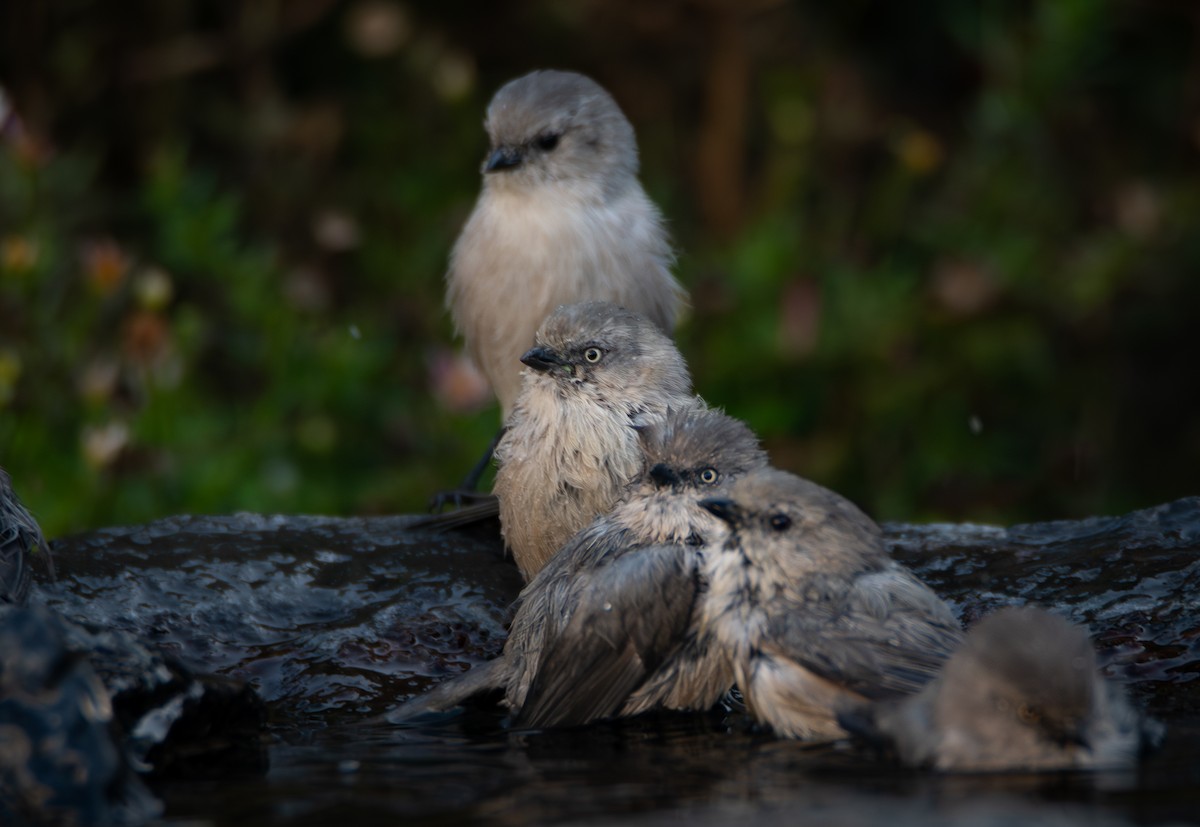 Bushtit - ML643916495