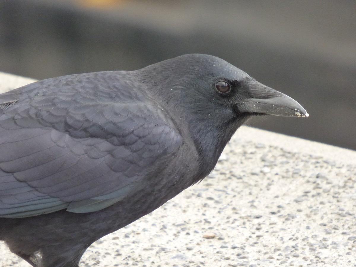 American Crow - ML643916497