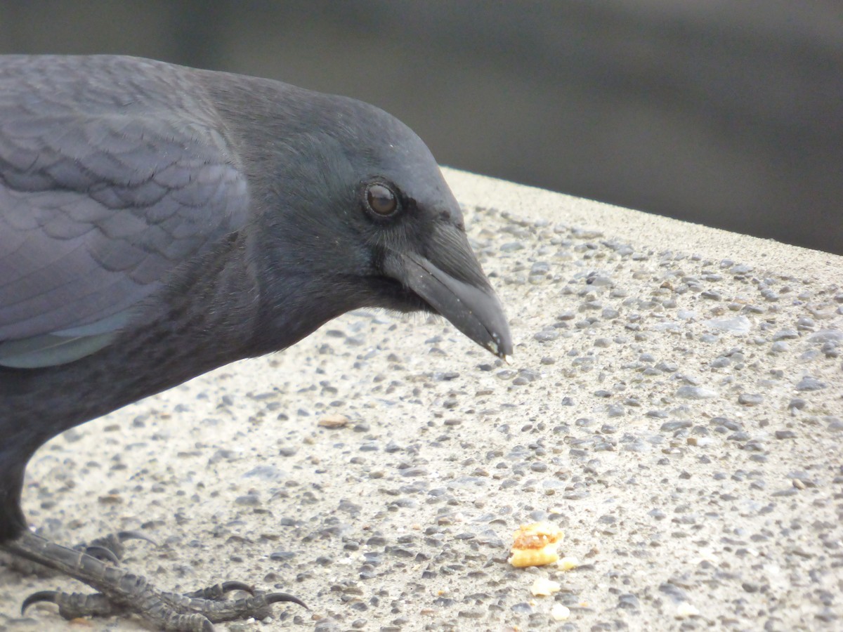 American Crow - ML643916498