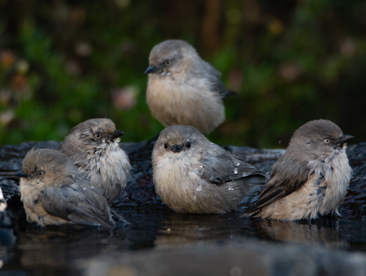 Bushtit - ML643916499