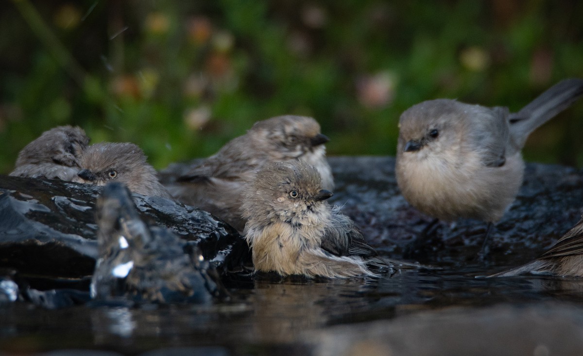 Bushtit - ML643916500