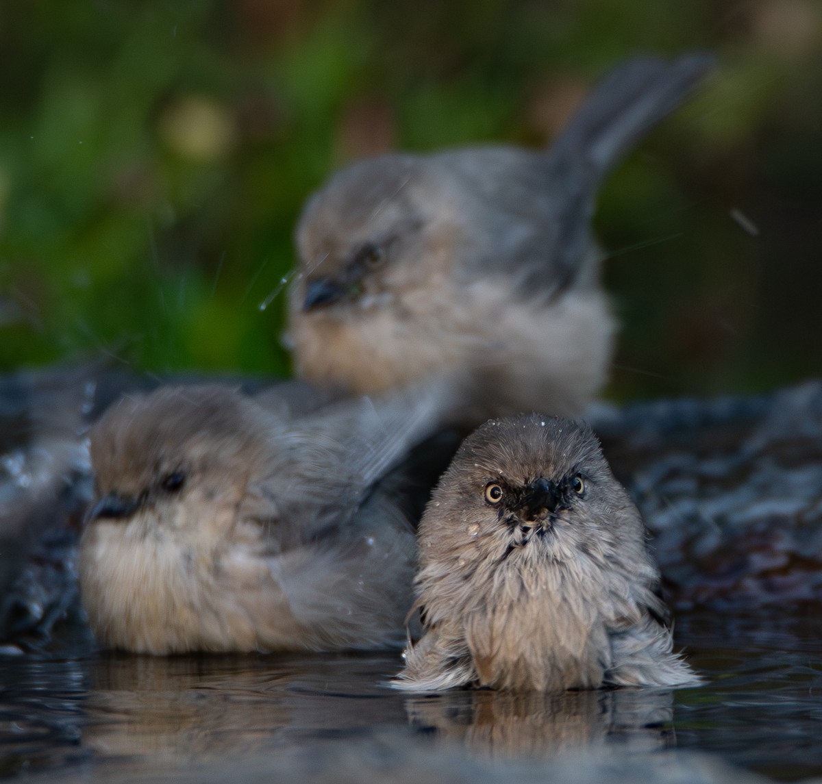 Bushtit - ML643916502