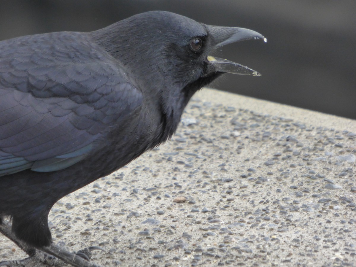 American Crow - ML643916504