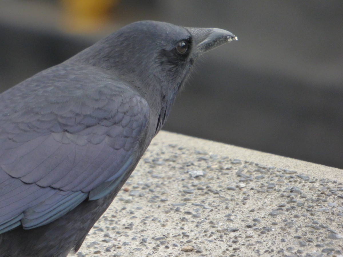 American Crow - ML643916506