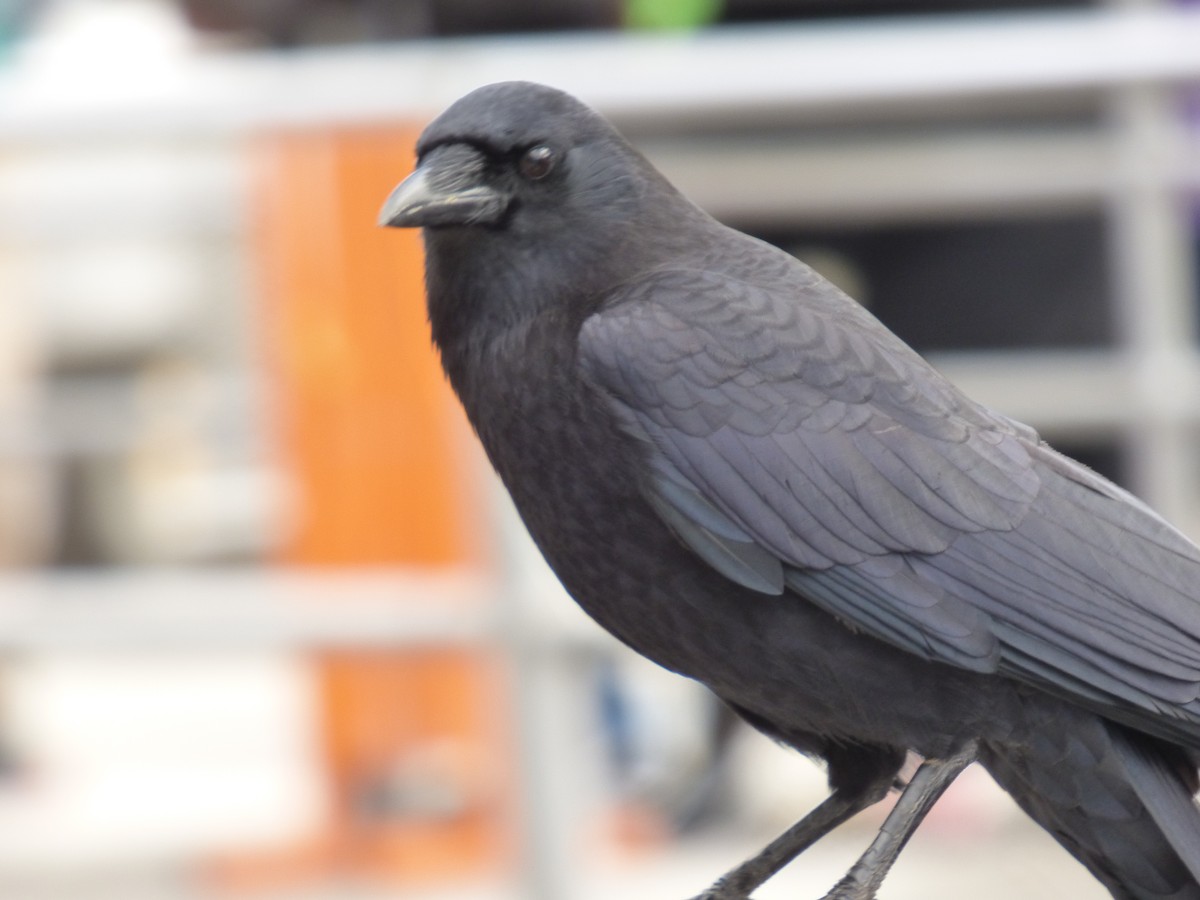 American Crow - ML643916508