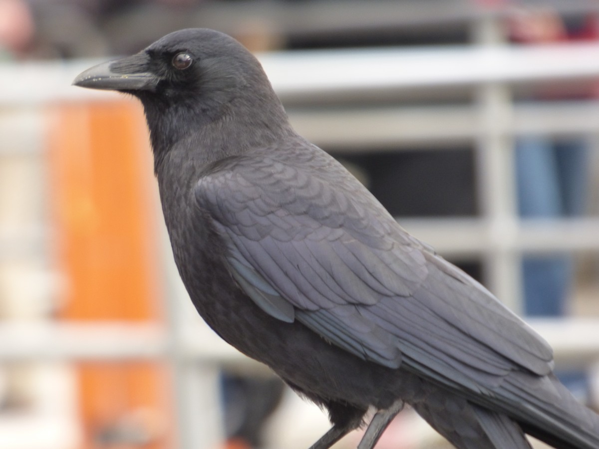 American Crow - ML643916511