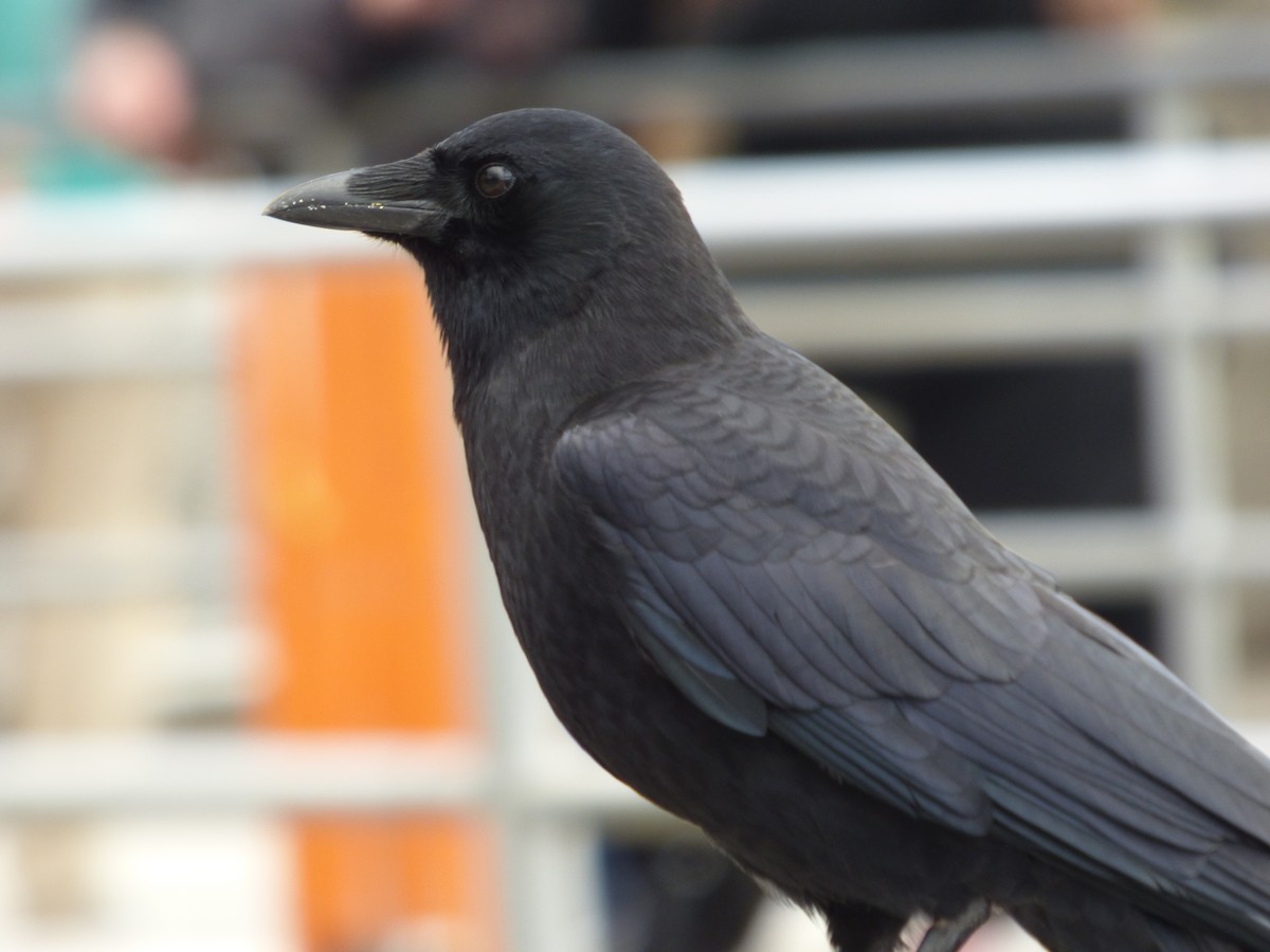 American Crow - ML643916512