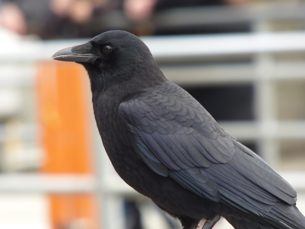 American Crow - ML643916514