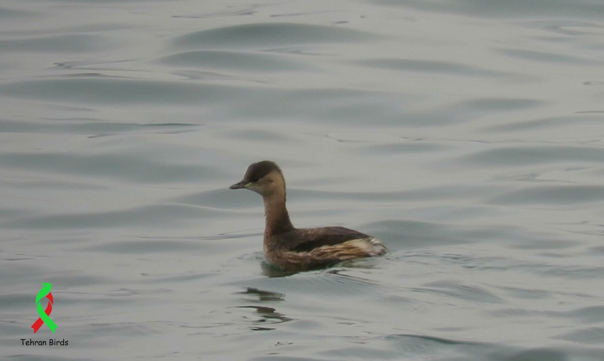 potápka malá - ML643916515