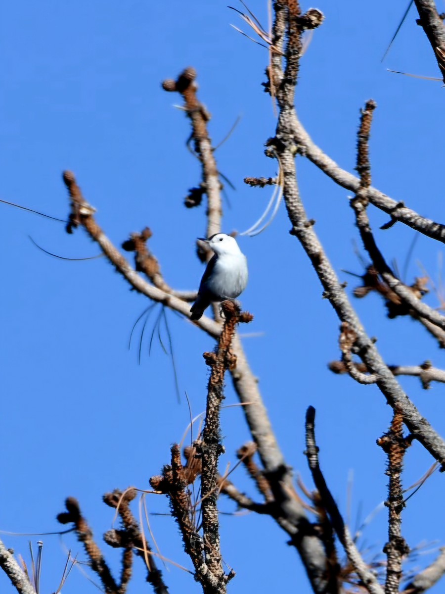 hvitbrystspettmeis - ML643916516