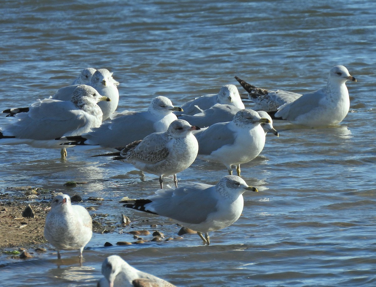 Ring-billed Gull - ML643916526
