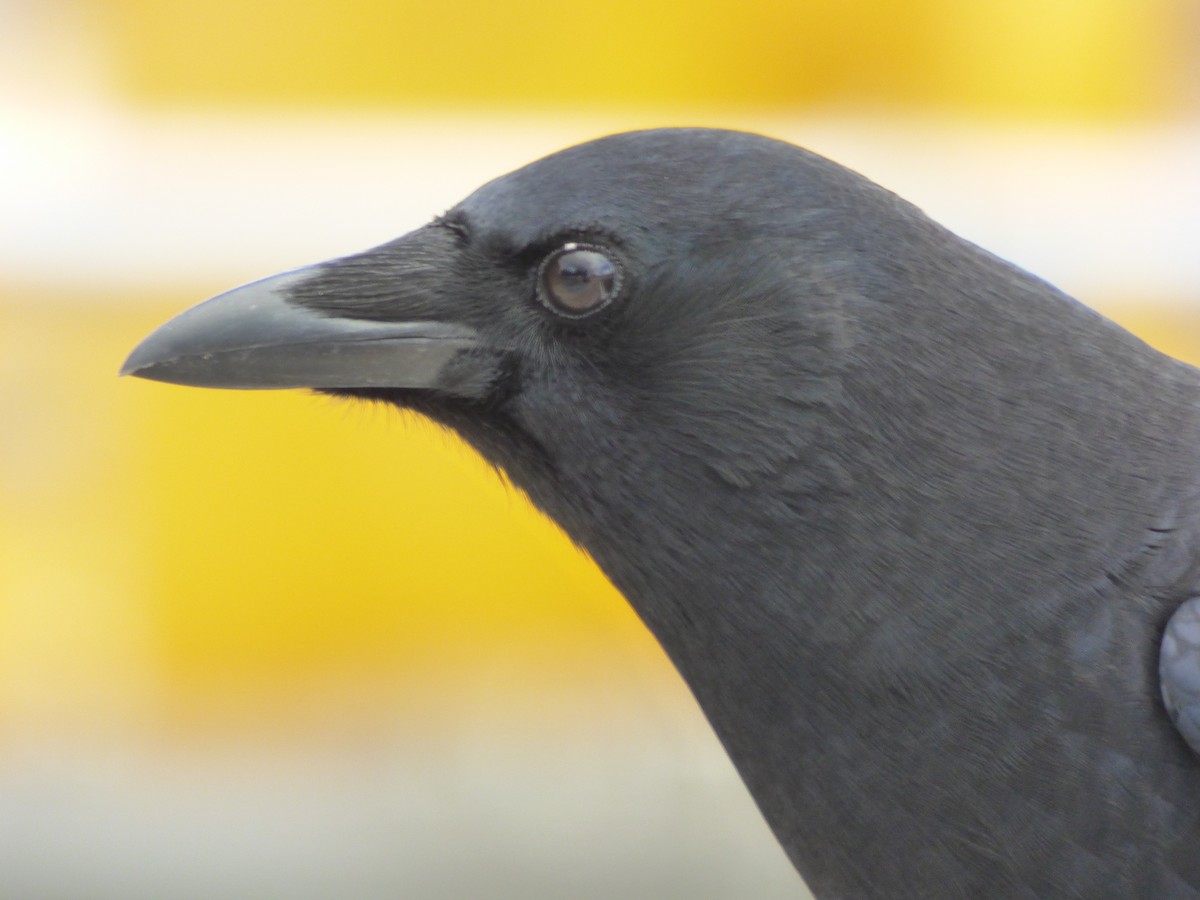 American Crow - ML643916536