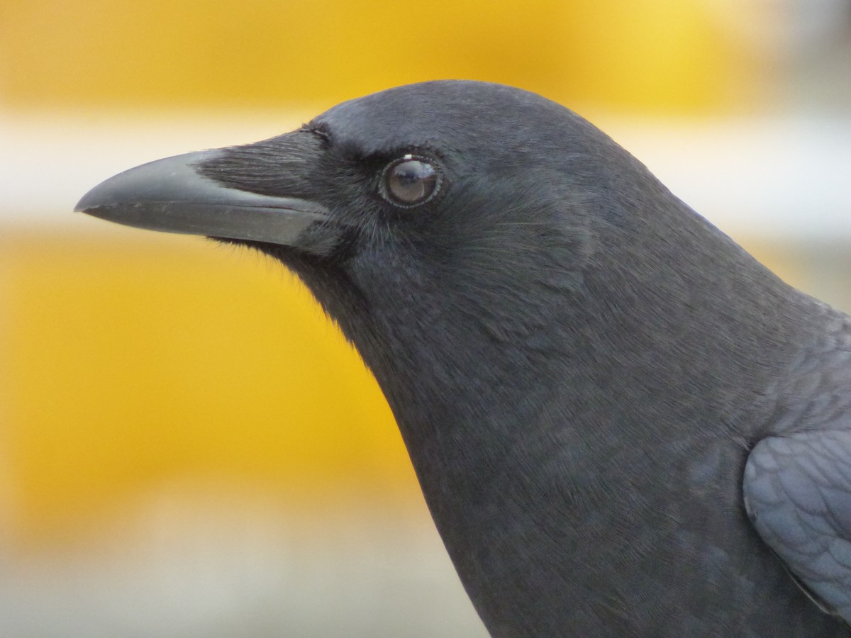 American Crow - ML643916541