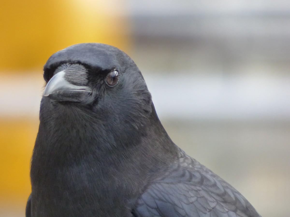 American Crow - ML643916553