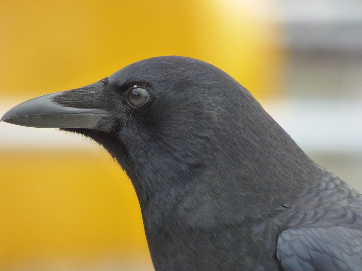 American Crow - ML643916559