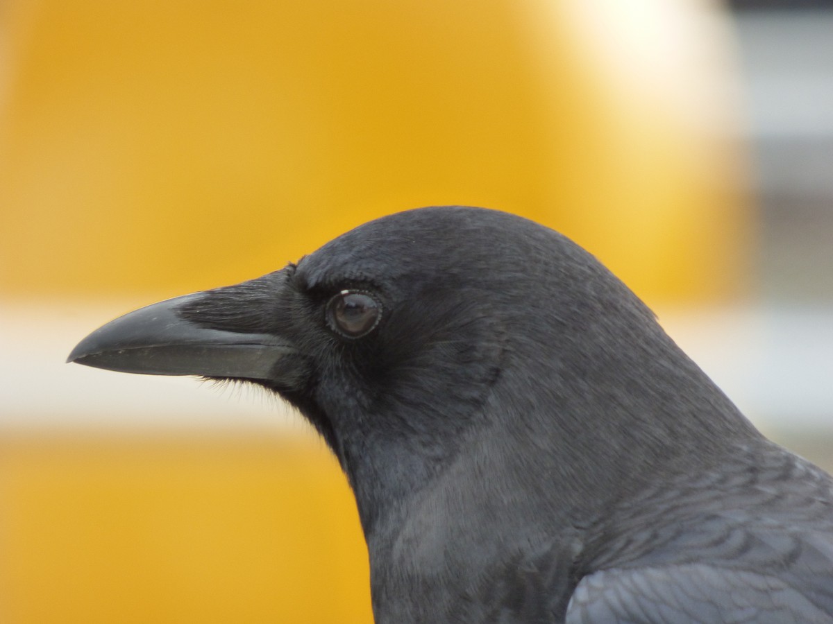 American Crow - ML643916562