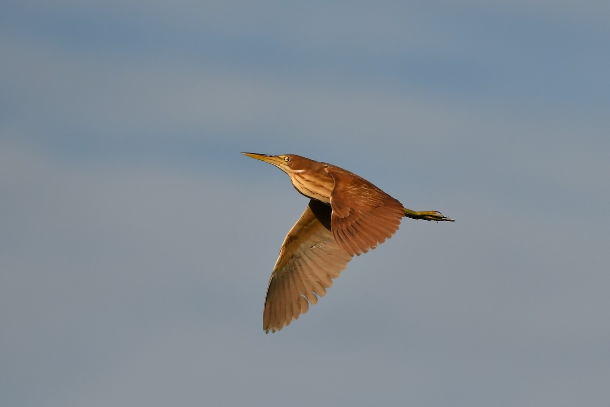 Cinnamon Bittern - ML643916564
