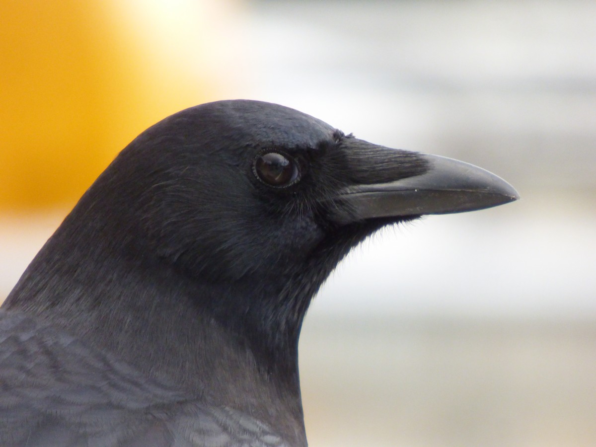 American Crow - ML643916565