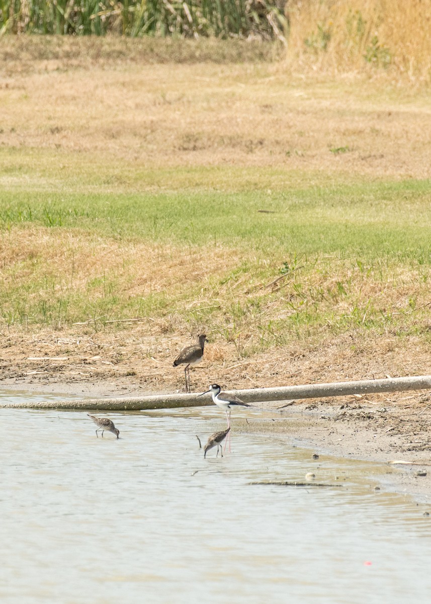 Southern Lapwing - ML643916569