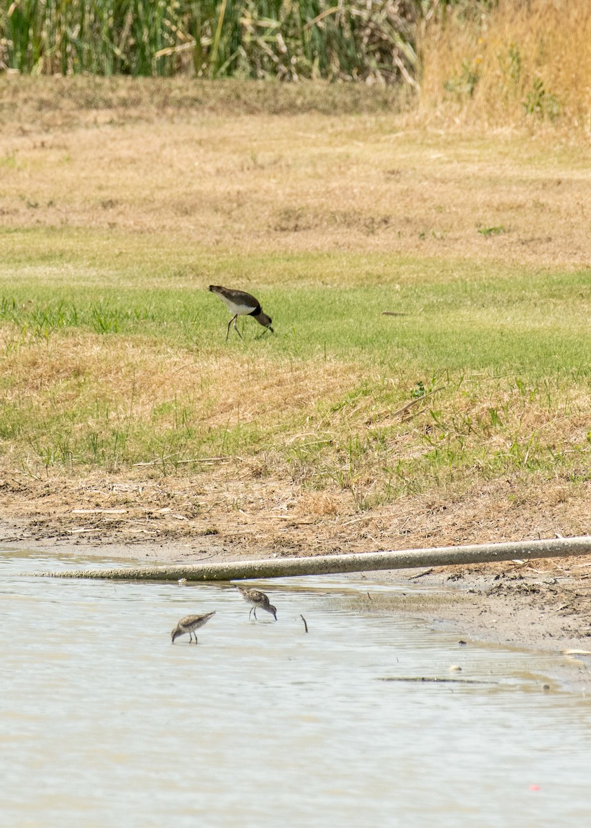 Southern Lapwing - ML643916595